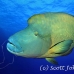 wrasse_napoleon_bro_l_h_0018_egy0318.jpg